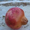 Anemona Hartocollis
