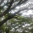 Maitreyee Boruah