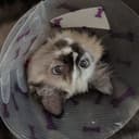 Scott Tibballs