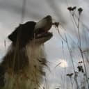 Bas Den Hond